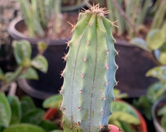 Myrtillocactus Geometrizans Bougie bleue Cactus