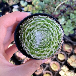 2.5”  Sempervivum Arachnoideum Cebenese