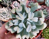 4 quot Echeveria Runyonii Topsy Turvy
