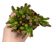 2.5 quot Crassula Ovata Gollum
