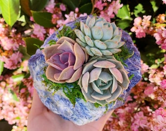 Succulent Crystal Planter - Blue Sodalite