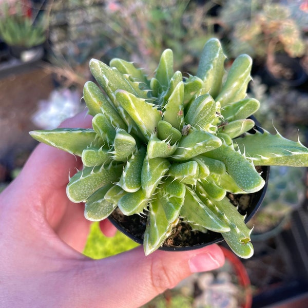 2.5" Faucaria Tigrina Tiger’s Jaw Varigata