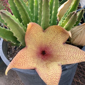 Stapelia Gigantea Unrooted Cutting 5 Inches image 1