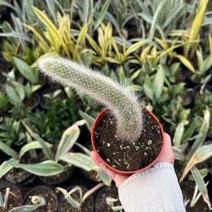 May include: A fuzzy, light green cactus in a small, round, red-orange pot. The cactus has a long, curved shape and is covered in fine, white hairs. Other potted plants are visible in the background, with green and yellow foliage.