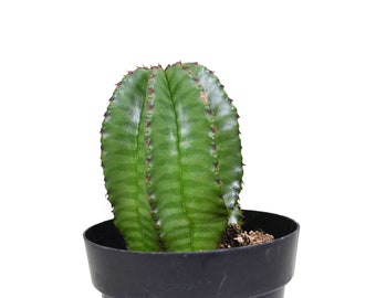 2.5" Euphorbia Anoplia Tanzanian Zipper Plant