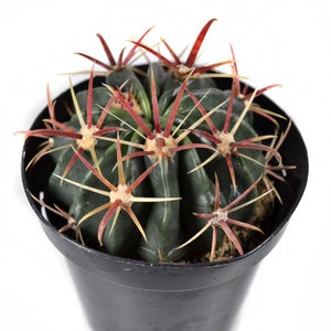 May include: A dark green cactus with red and yellow spines in a black plastic pot. The cactus has a rounded shape and is centered in the frame against a white background. The spines are long and sharp, radiating outwards.