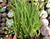 4 quot Crassula Muscosa Watch Chain