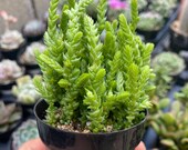 2.5 quot Crassula Muscosa Watch Chain