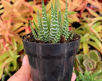 2.5” Haworthia Fasciata Zebra Plant