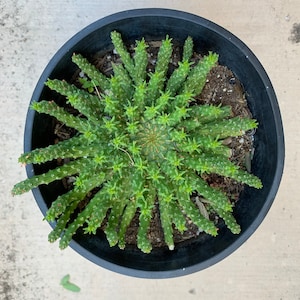 Medusa&#39;s Head Euphorbia Flanaganii - 1 Gal