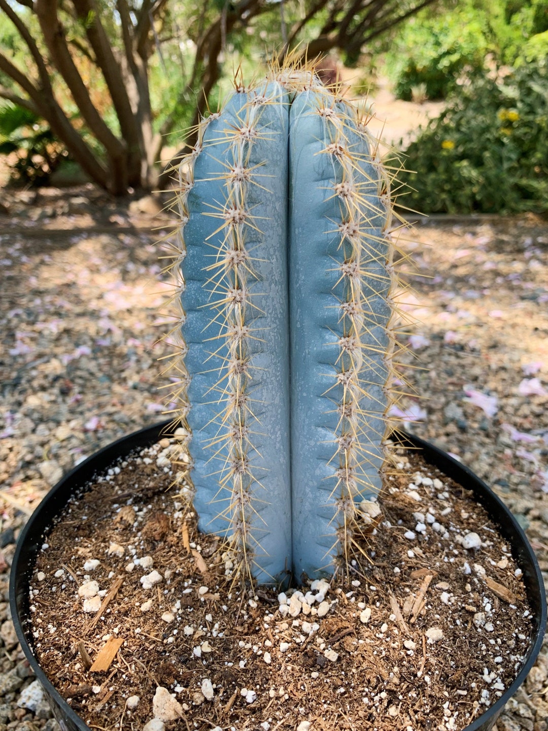 Large Blue Candle Torch Cactus Pilosocereus Azureus - Etsy