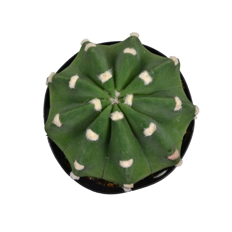 2.5 Domino Cactus Echinopsis Subdenudata