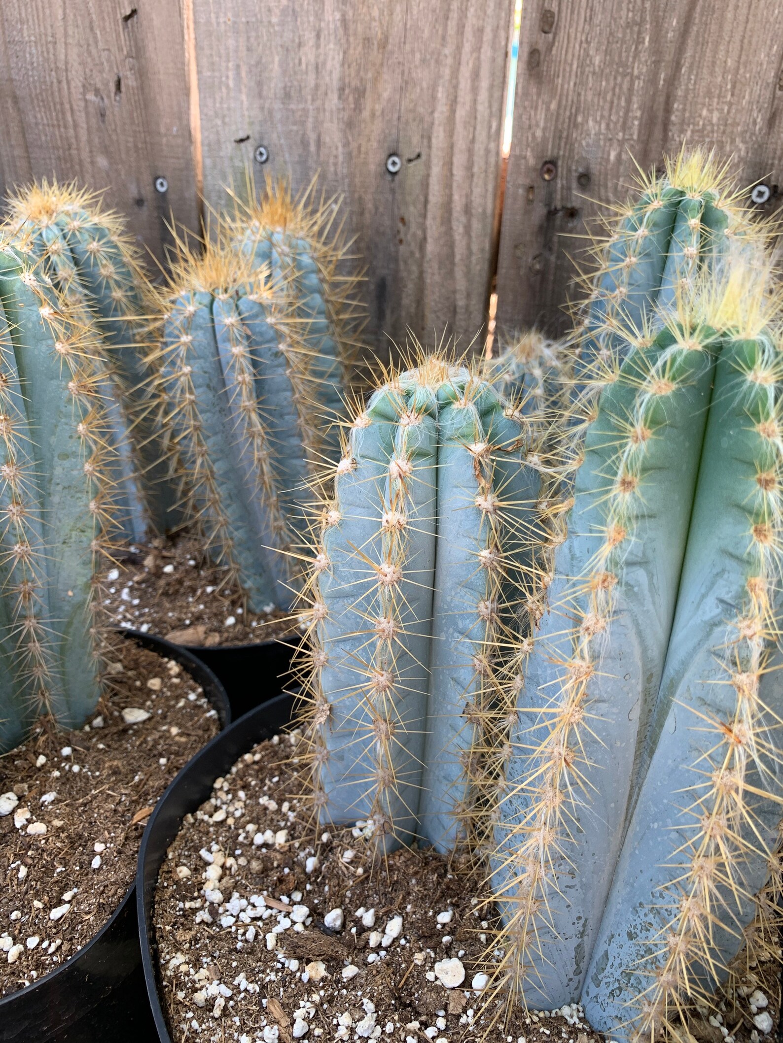 Large Blue Candle Torch Cactus Pilosocereus Azureus - Etsy