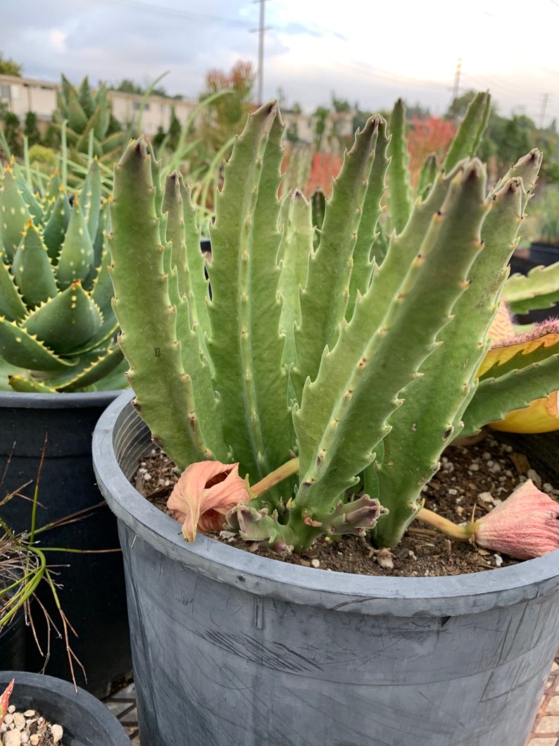 Stapelia Gigantea Unrooted Cutting 5 Inches image 4