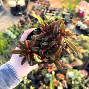May include: A close-up of a Peperomia plant in a black pot. The plant has green leaves with red edges. Other plants are visible in the background, including succulents and other varieties of Peperomia.