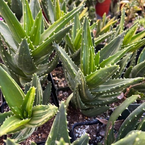 Aloe Nobilis Variegated