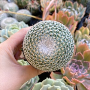 2.5" Mammillaria Elegans