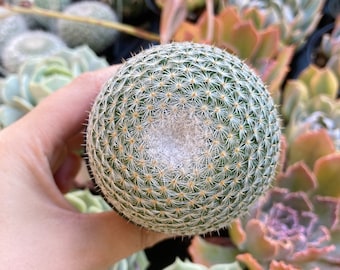 2.5" Mammillaria Elegans