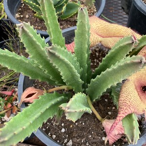 Stapelia Gigantea Unrooted Cutting 5 Inches image 3