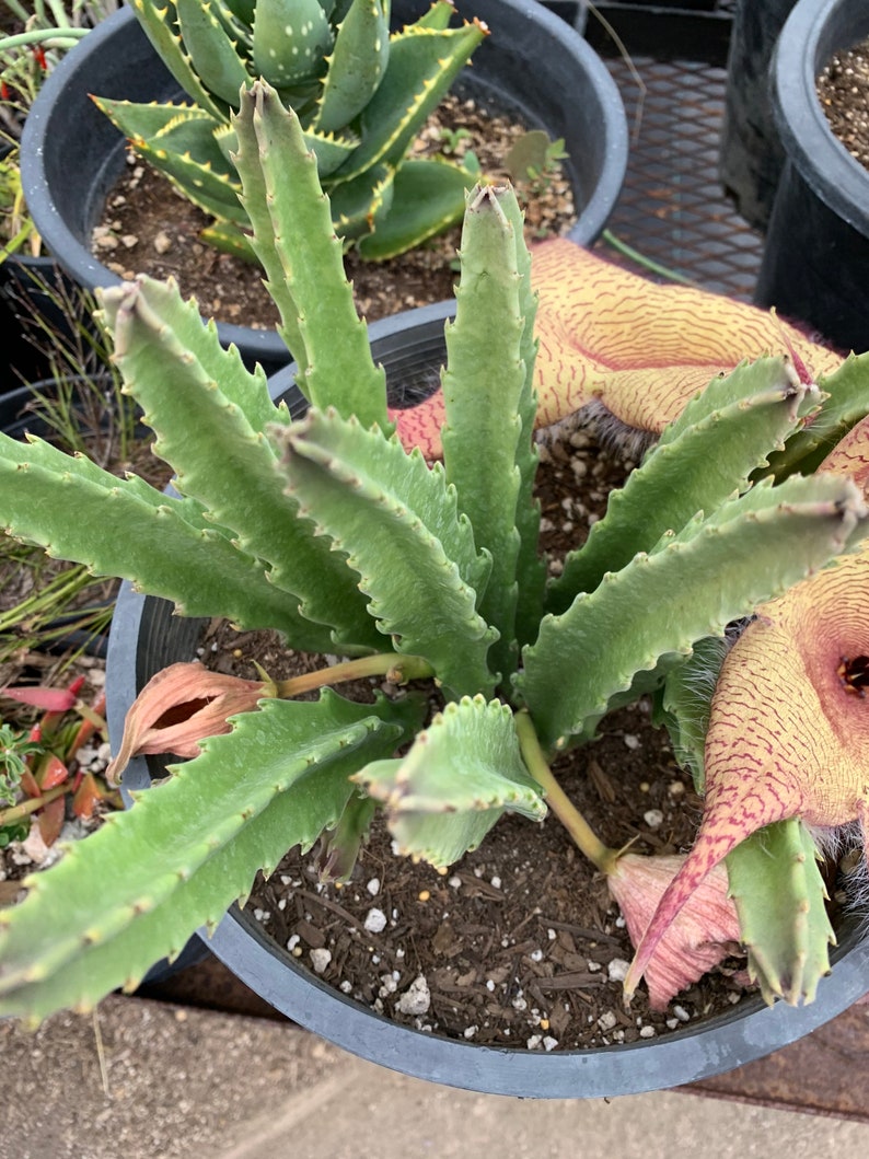 Stapelia Gigantea Unrooted Cutting 5 Inches image 3