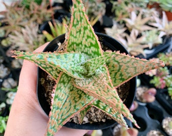 3.5" Aloe Firecracker