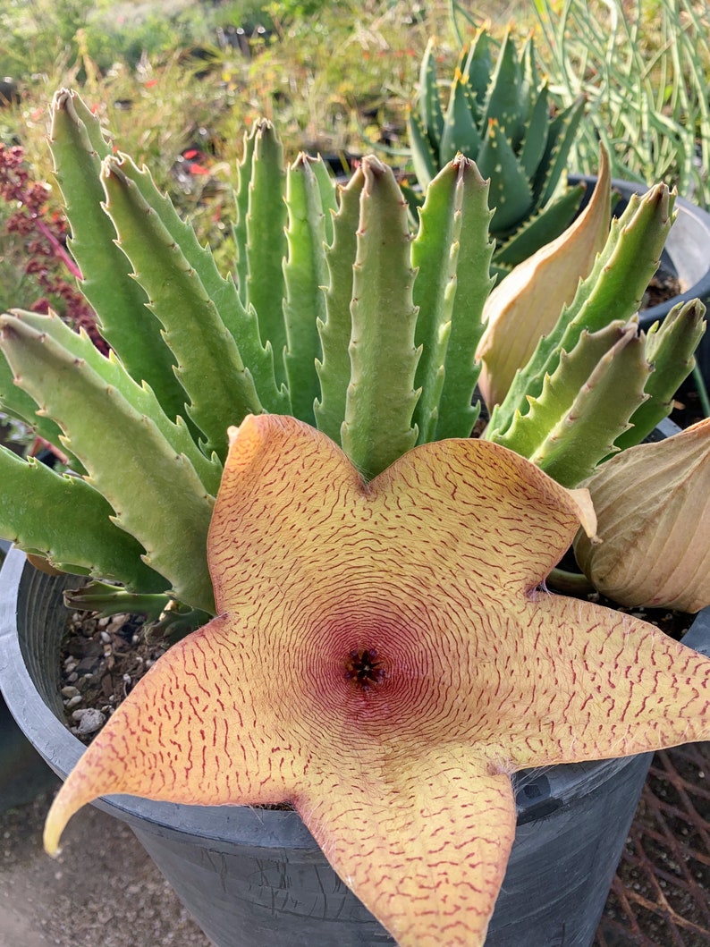 Stapelia Gigantea Unrooted Cutting 5 Inches image 1