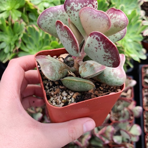 Adromischus Maculatus Calico Hearts