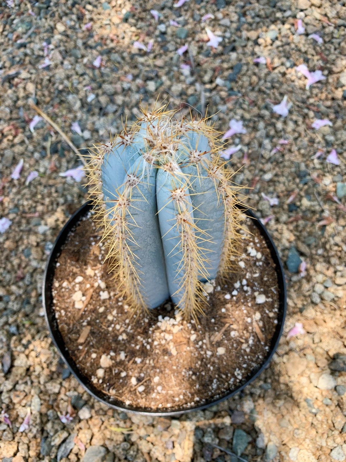 Large Blue Candle Torch Cactus Pilosocereus Azureus - Etsy