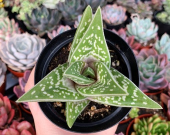 3.5" Variegated Partridge Breast Tiger Aloe