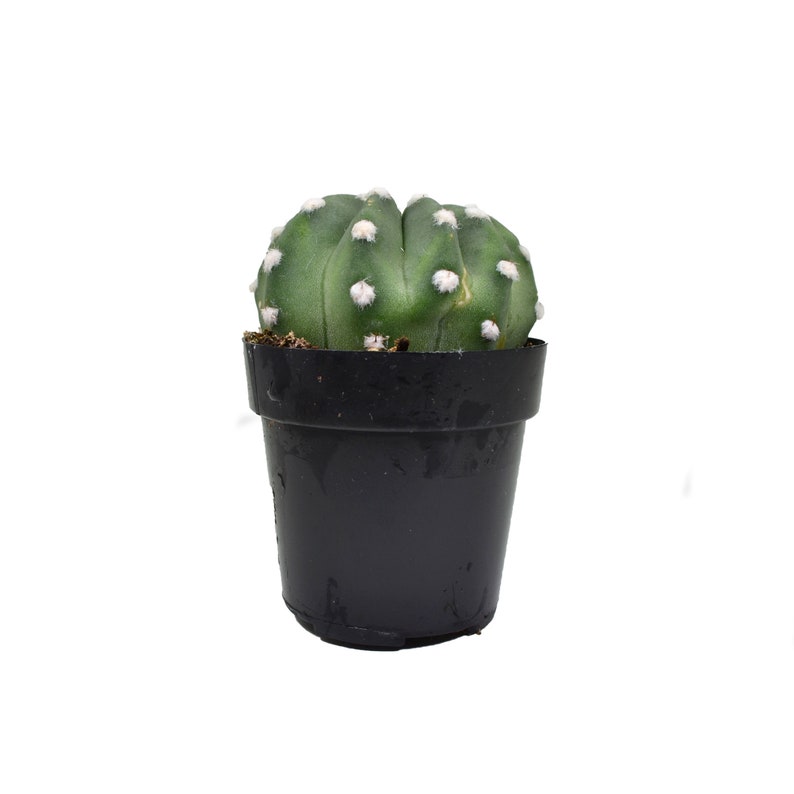 domino cactus domino cactus