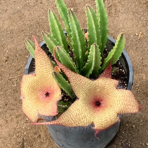 Stapelia Gigantea Unrooted Cutting 5 Inches image 2