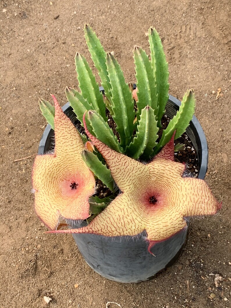 Stapelia Gigantea Unrooted Cutting 5 Inches image 2