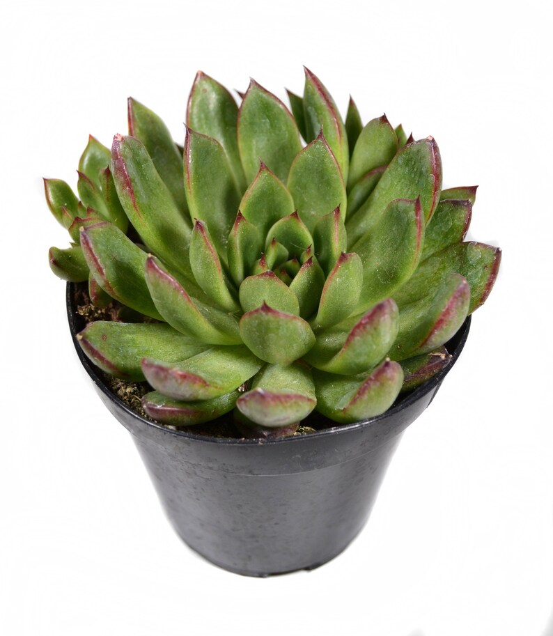 Home Living Outdoor Gardening 4 Echeveria Agavoides X Pulidonis