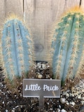 Custom Acrylic Plant Markers - Funny Garden Stakes