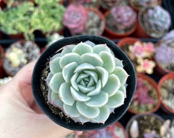 2.5" Echeveria Arctic Ice