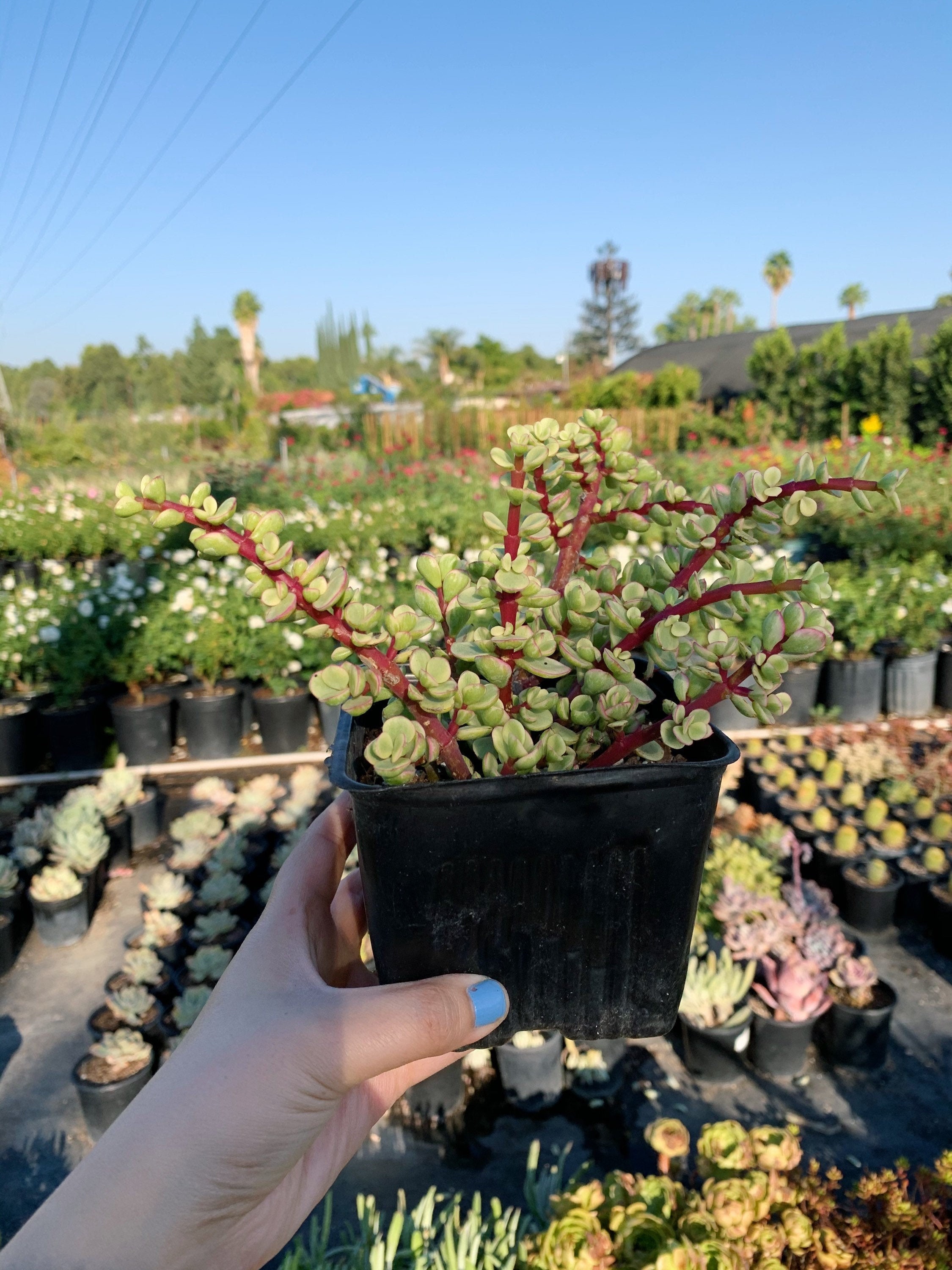 4" Variegated Elephant Bush Portulacaria Afra