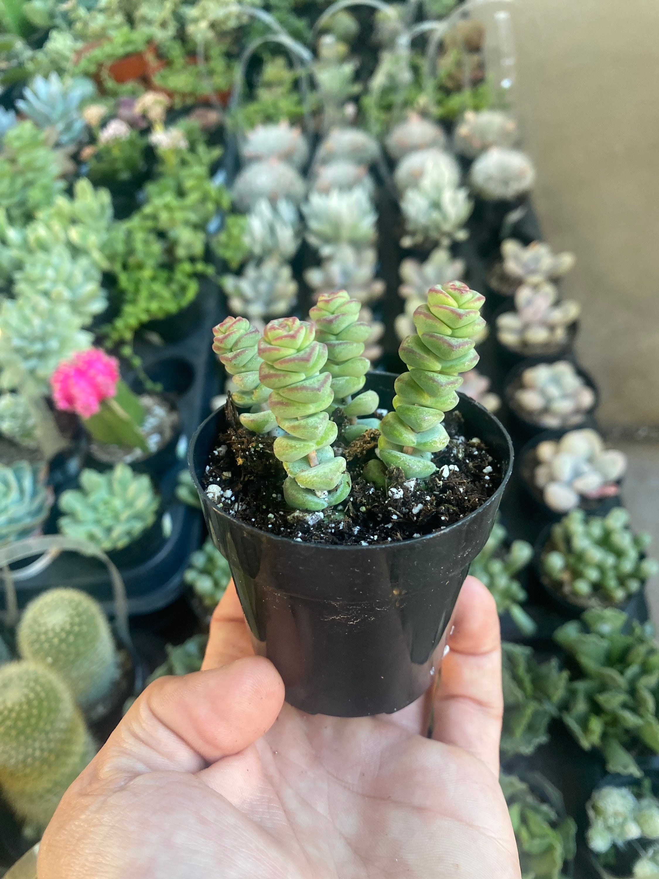 Crassula marnieriana 'Hottentot' | Succulents \ Crassula | Kaktusy,  sukulenty i inne rośliny - CandyCacti