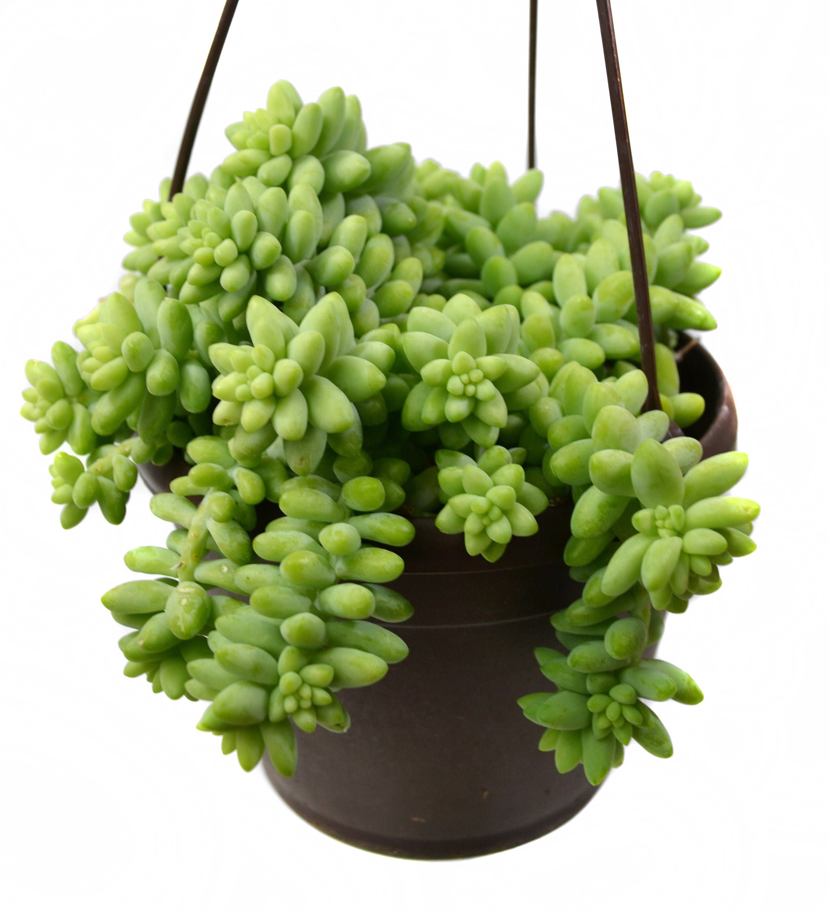 6" Burros Tail Succulent - Hanging Pot Included