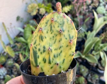 Opuntia Sunburst 2,5 po. panaché