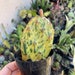 see more listings in the CACTI + EUPHORBIAS section