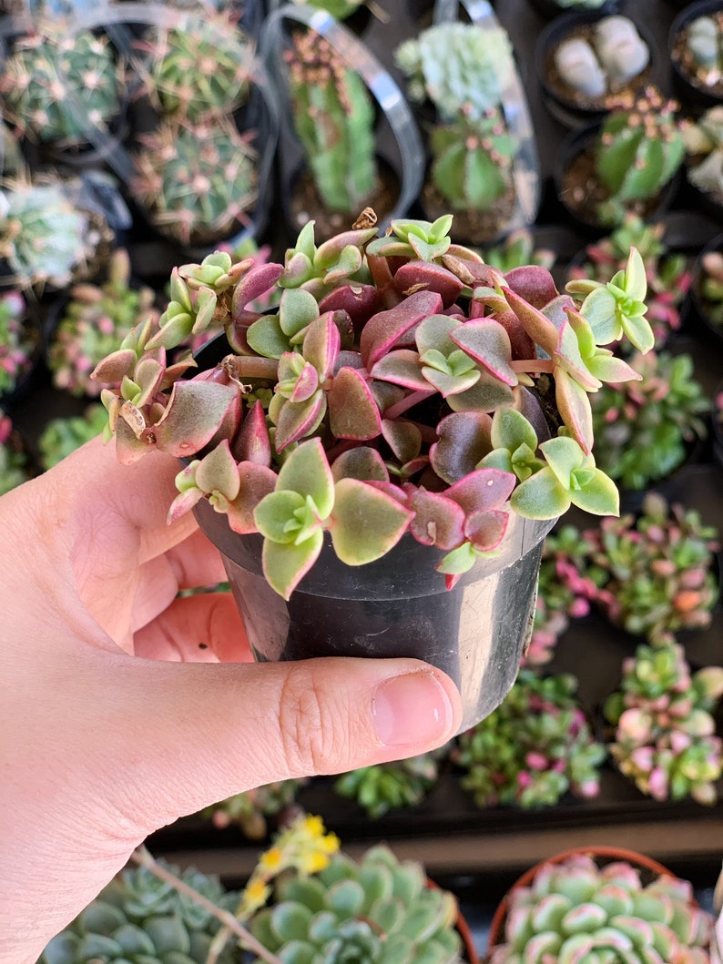 2.5 Crassula Calico Kitten Variegated | Etsy