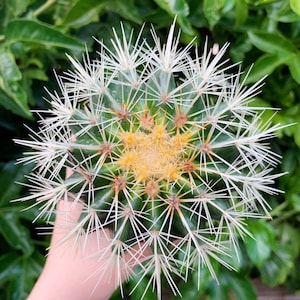 4” Golden Barrel Cactus Echinocactus Grusoni