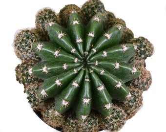 3.5" Echinobivia Rainbow Bursts Cactus