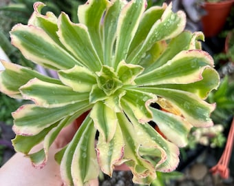 4” Aeonium Green Wave