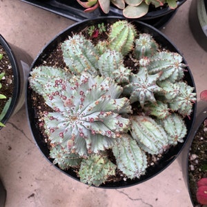 Large Euphorbia Horrida