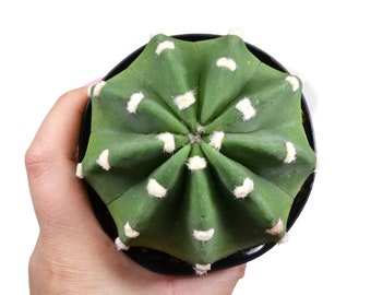 3.5" Domino Cactus Echinopsis Subdenudata