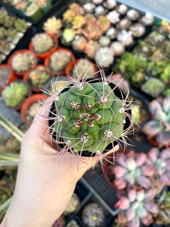 2.5 Giant Chin Cactus Gymnocalycium Saglione