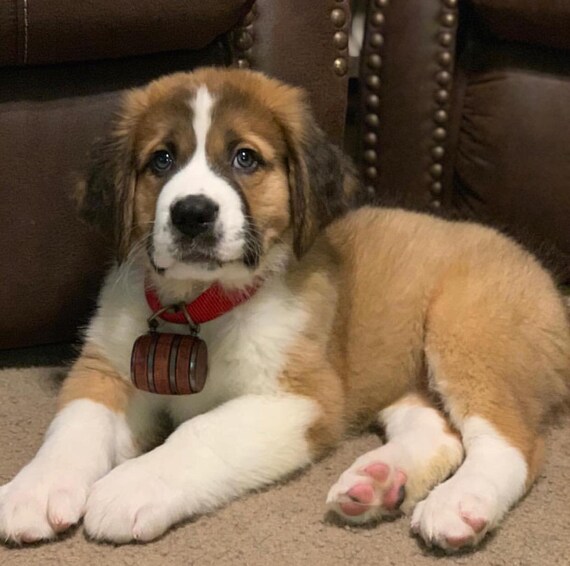 Tonneau Chiot Saint Bernard De Barils