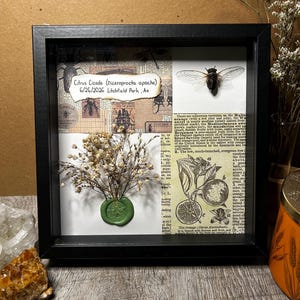 Cicada display