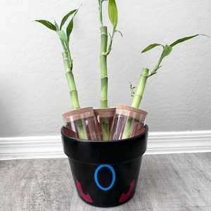 May include: A black terracotta pot with a blue circle and red accents painted on the front. Three stalks of lucky bamboo are planted in the pot, each with a brown cork stopper.